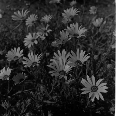 minerva_1972-1976_c1_c14_118