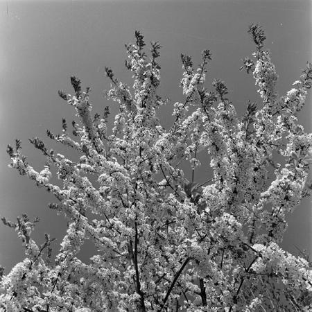 minerva_1973_c1_c5r2_022