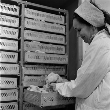 minerva_1973_c1_c6r5_018