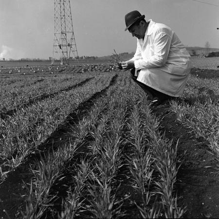 minerva_1978_c2_c6r2_015