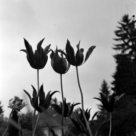 minerva_1978_c2_c8r5_004