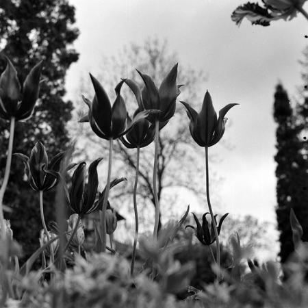 minerva_1978_c2_c8r5_005