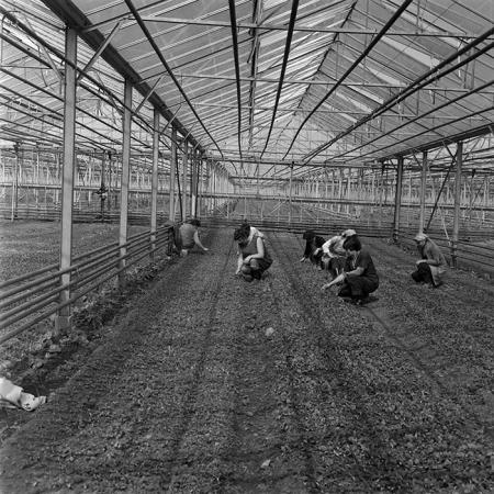 minerva_1982_c3_c7r4_002