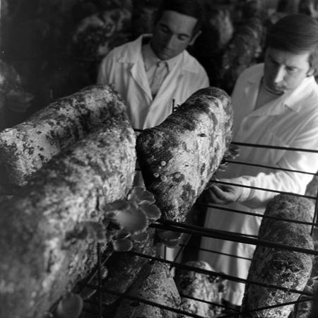 minerva_1983_c1_c7r3_019