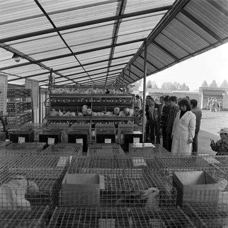 minerva_1984_c2_c7r4_029