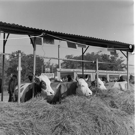 minerva_1984_c2_c7r5_050