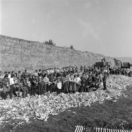 minerva_1985_c2_c1r3_007