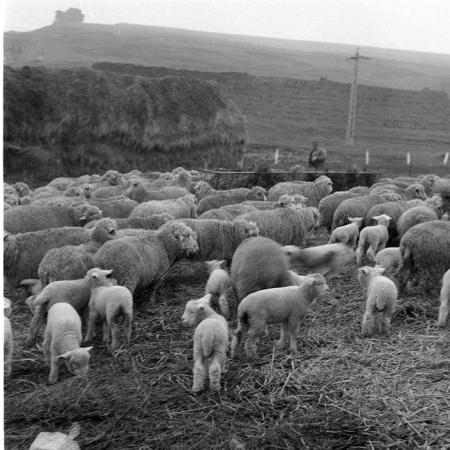 minerva_1985_c2_c1r3_034