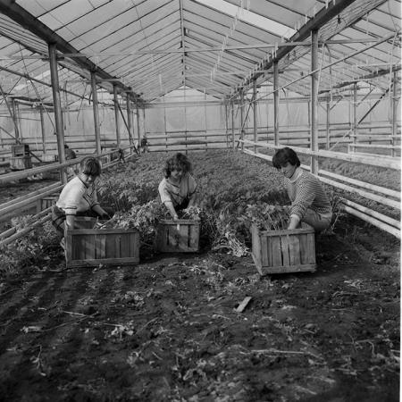 minerva_1985_c2_c1r4_054