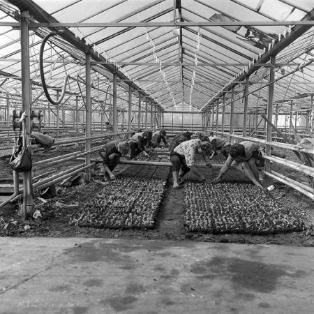 minerva_1985_c2_c2r1_003