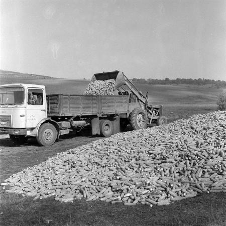 minerva_1985_c2_c2r1_013