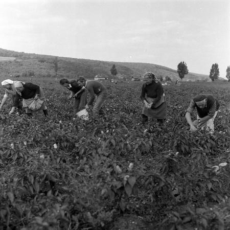 minerva_1985_c2_c2r1_025