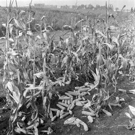 minerva_1985_c2_c2r2_010