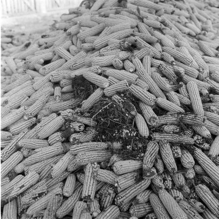 minerva_1985_c2_c2r2_034