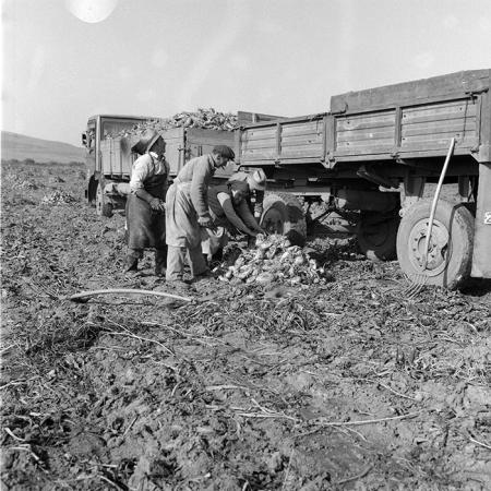 minerva_1985_c2_c2r2_039