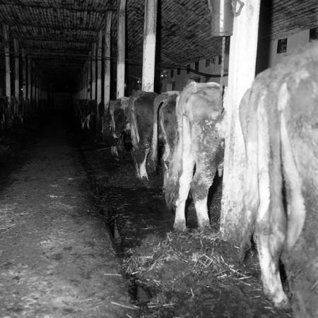 minerva_1985_c2_c2r3_005