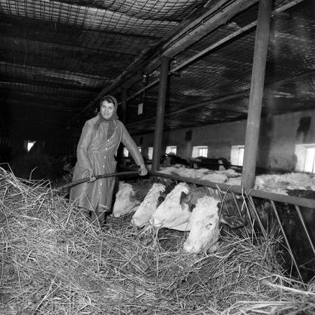 minerva_1985_c2_c2r3_057