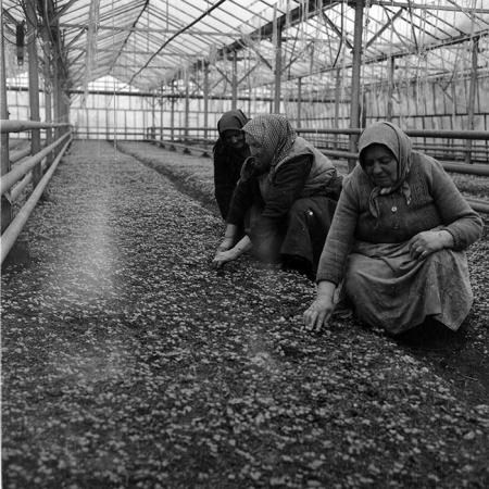 minerva_1985_c2_c2r4_010