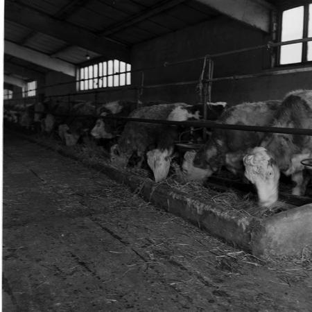 minerva_1986-1987_agrar_c10r4_004