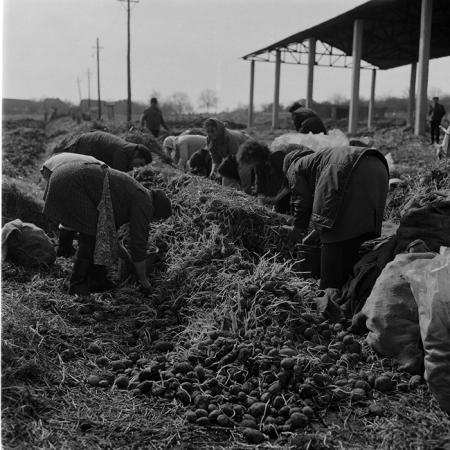 minerva_1986-1987_agrar_c10r4_006