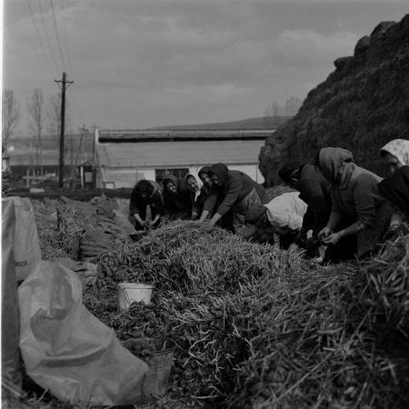 minerva_1986-1987_agrar_c10r4_008