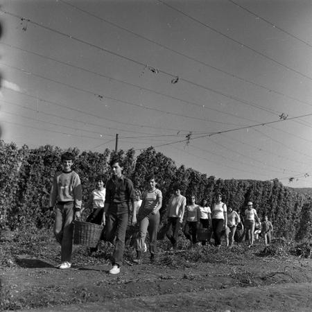 minerva_1986-1987_agrar_c1r4_004