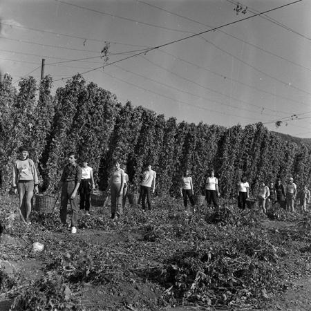 minerva_1986-1987_agrar_c1r4_006