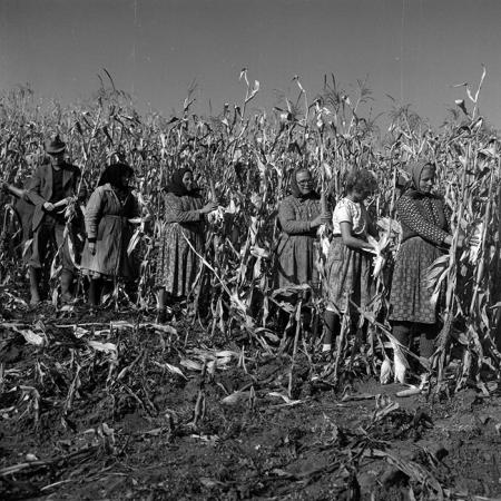 minerva_1986-1987_agrar_c3r1_008