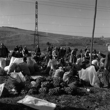 minerva_1986-1987_agrar_c3r1_010