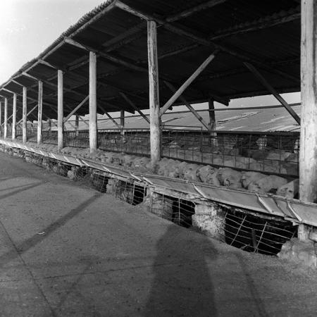 minerva_1986-1987_agrar_c3r3_003