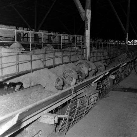 minerva_1986-1987_agrar_c3r3_004