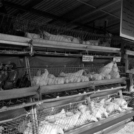 minerva_1986-1987_agrar_c3r5_021