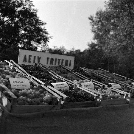 minerva_1986-1987_agrar_c3r5_024