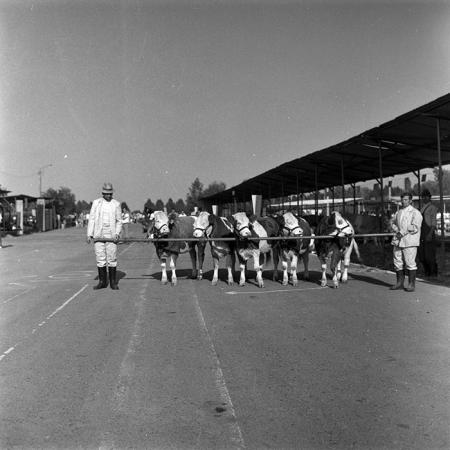 minerva_1986-1987_agrar_c4r1_030