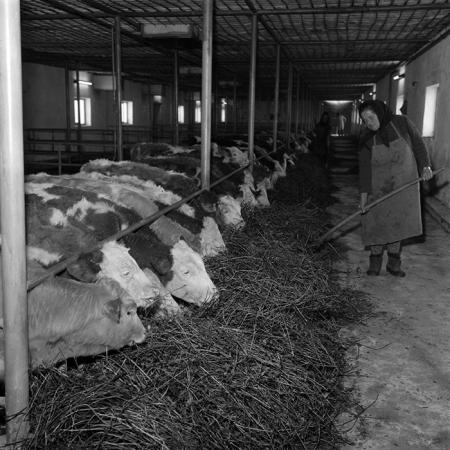 minerva_1986-1987_agrar_c4r4_004