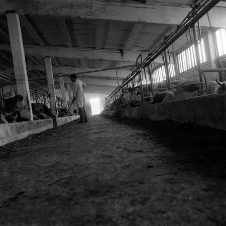 minerva_1986-1987_agrar_c4r4_055