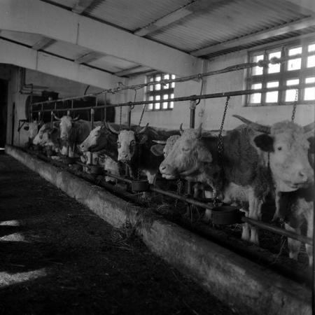 minerva_1986-1987_agrar_c4r5_024