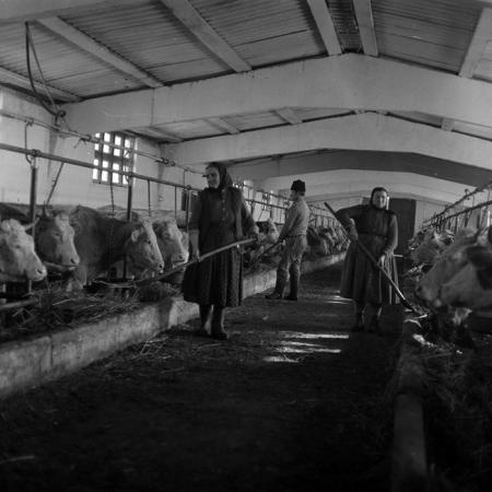 minerva_1986-1987_agrar_c4r5_034