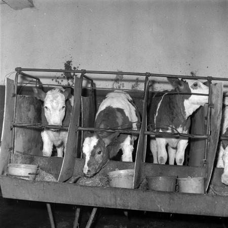 minerva_1986-1987_agrar_c5r4_001