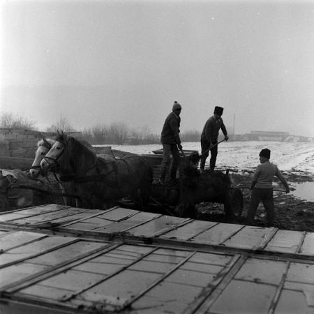 minerva_1986-1987_agrar_c5r4_006