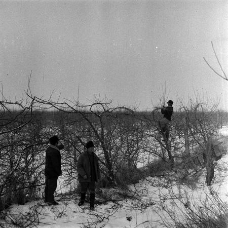 minerva_1986-1987_agrar_c6r3_011