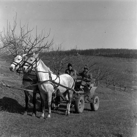 minerva_1986-1987_agrar_c7r2_020