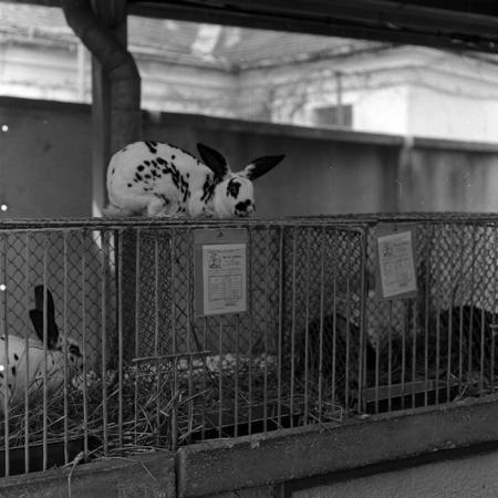 minerva_1986-1987_agrar_c7r4_006