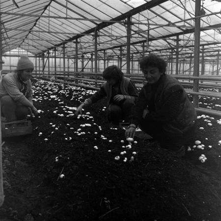 minerva_1986_c1_c4r2_027