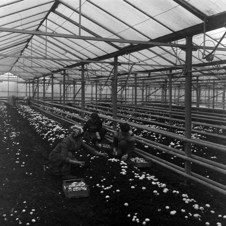 minerva_1986_c1_c4r2_028