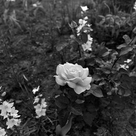 minerva_1986_c1_c9r4_006