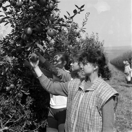 minerva_1987-1991_c2_c5r1_009