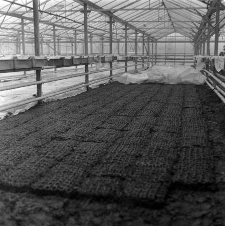 minerva_1987_c2_c6r1_009