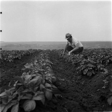 minerva_1987_c4_c2r3_006