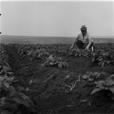 minerva_1987_c4_c2r3_007